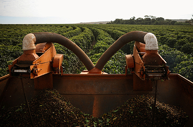 Trump zrušil cla na dovoz potravin z Brazílie. V USA zlevní káva či hovězí