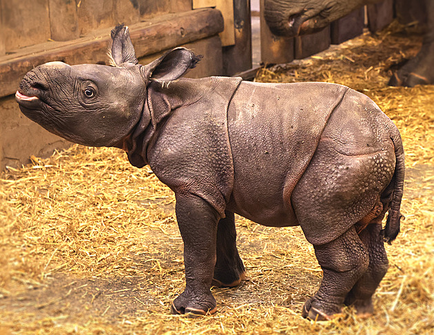 V Plzni se narodil vzácný nosorožec, po Marušce a Růžence je to kluk