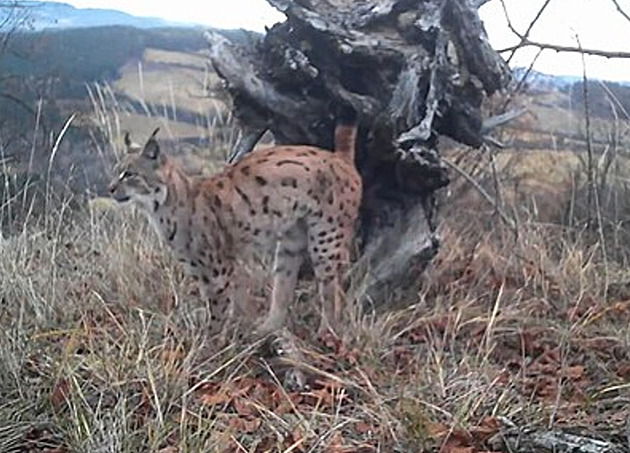 Navzdory instinktu. Láska samotářských rysů odporuje poučkám z učebnice