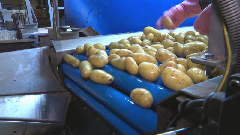 Zemědělci v Německu rozdávali brambory zdarma. Nízkých cen se obávají i čeští pěstitelé