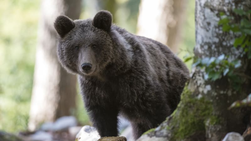 Medvědice na Slovensku napadla muže: Jednoho zranila, druhý ji zastřelil. Chránila mladé