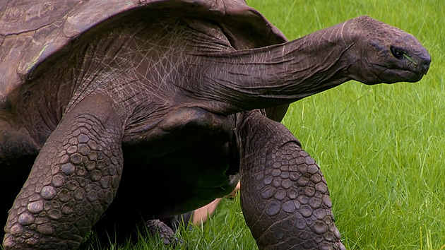 Byl to apríl. Ostrov Svatá Helena popřel zprávy o skonu 193letého Jonathana