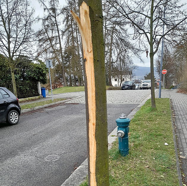 Vandal posekal v Liberci několik mladých lip, použil patrně mačetu nebo sekeru