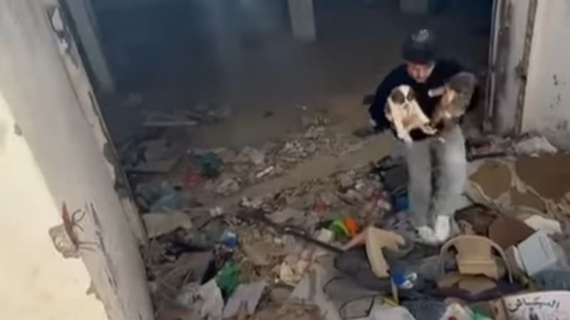 Libanonský student zachraňuje zvířata z trosek