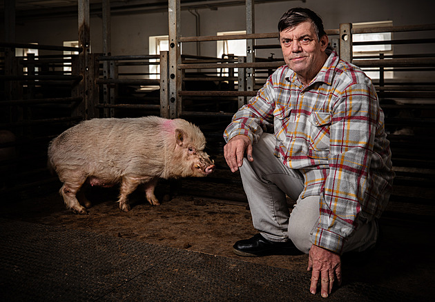 Prase je mentálně jako tříleté dítě. Žijí v hierarchii, velí jim bachyně, líčí vědec