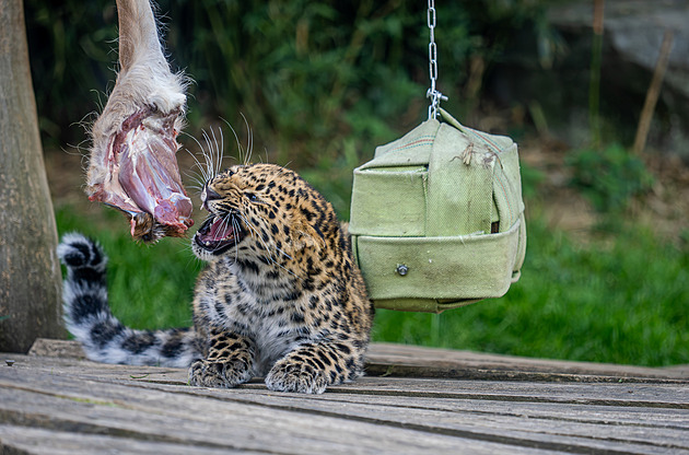 Olomoucká zoo má nové hlasové průvodce. Vytvořila je pomocí umělé inteligence